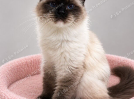 Retired Ragdoll Queen Looking for a Loving Home