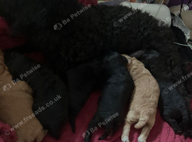 5 Jackapoo puppies all boys
