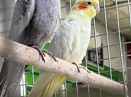 Cockatiel parrots