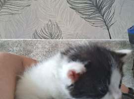 1 male 2 female kittens
