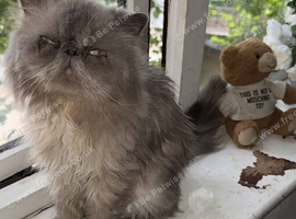 Gccf Active himylian Persian boy from champion bloodlines