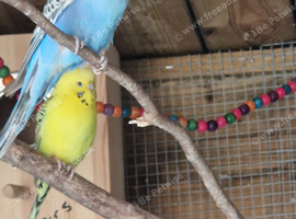 1 male 1 female budgie available