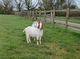 4 Female Boer Goats