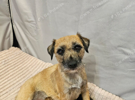 BORDER TERRIER PUPPIES