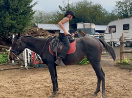 SUPER SWEET QUIET MARE
