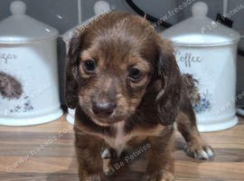 Lomg haired brindle female