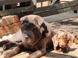 2 year old male shar pei