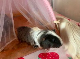 female guinea pig baby