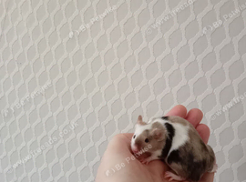 17  Very Friendly Female Mice PET HOMES ONLY