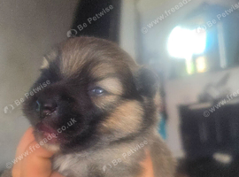 Beautiful sable boy puppy