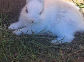 For sale