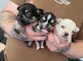 Frenchbulldog pups