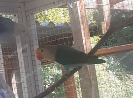 Young lovebirds