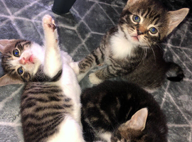 tabby kittens