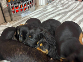 Dashailer Puppies