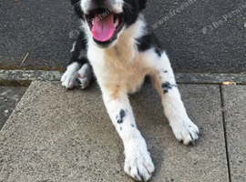 border collie