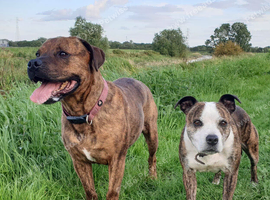Female staffy wanted