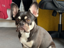 KC Registered French Bulldog &ndash; 2.8 Years Old