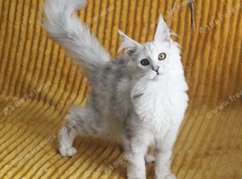 Pedigree TICA Registered Silver Shaded Kittens