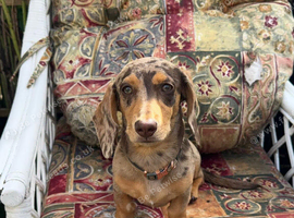 Beagle puppy