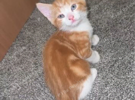 Kittens looking for forever home