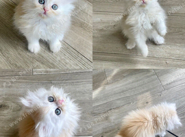 Persian Chinchilla kitten