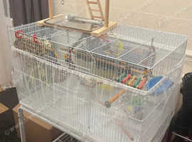Bird cage and gym on top