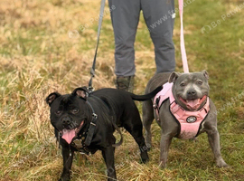 Staffordshire bull terrier puppys