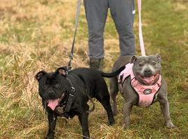 Staffordshire bull terrier puppys