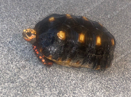 Red foot tortoise