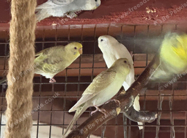 Beautiful baby budgies available in a variety of colours.