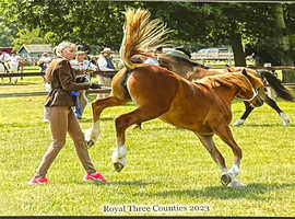 Wanted Livery for 2 yr old Welsh filly