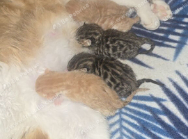 BENGAL X SELKIRK REX BOYS