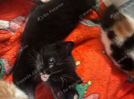 Black an white kitten