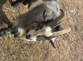 Billy goat