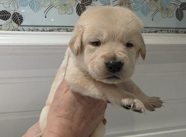 Golden Labradoodle Puppies