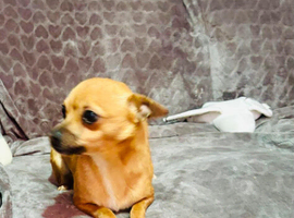 Chihuahua female for sale