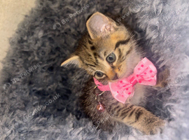 4 Kittens Looking For a loving family!