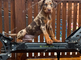 Doberman puppies FOR SALE