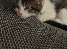 Kitten for sale asap