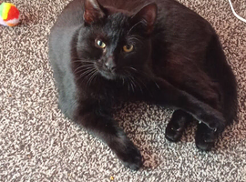 Beautiful natured cat needs new home