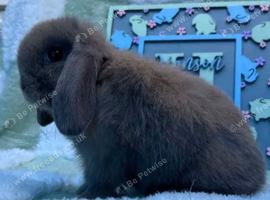 Lovely Mini Lop Buck Available