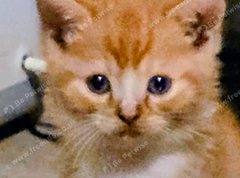 Beautiful persian x kittens