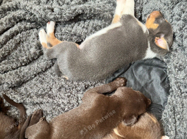 Border Collie x Australian Kelpie pups