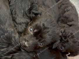 Jackapoo puppies