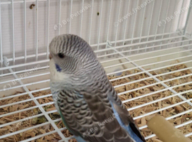 Blackface blackwing split budgies
