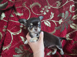 Chihuahua