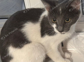 URGANT