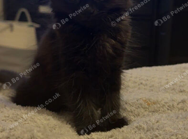 Black long haired kitten