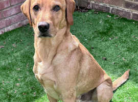 Labrador Available for Stud Duties, Proven, KC Registered.